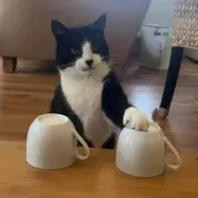 'Psychic' Cat Billy Predicts All 19 World Cup 2026 Winners Correctly