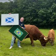 Psychic Highland Cows Predict Scotland's World Cup Journey
