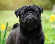 Pug and French Bulldog Registrations Plummet as UK Turns Away from Flat-Faced Breeds