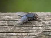Quick 30-Second Trick to Banish Houseflies From Your Home This Summer