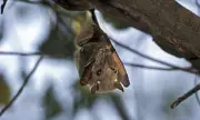 Rabid Bat Found in San Francisco Sparks Health Alert