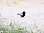 Rare American Black Tern Has First Hybrid Chick in Northumberland