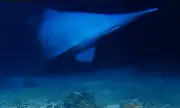 Rare Goblin Shark Seen Alive in Deep Ocean for First Time