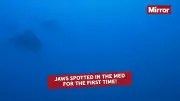 Rare Great White Shark Filmed Underwater in Mediterranean for First Time