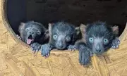 Rare Lemur Quadruplets Born at UK Zoo Boost Endangered Species