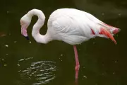 Record Flamingo Numbers Flock to Restored Venetian Wetlands
