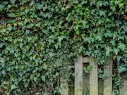 Remove Invasive Ivy from Your Garden Fast Using 3 Expert Methods