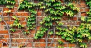 Remove Ivy Naturally in 5 Days with White Vinegar, Say Experts
