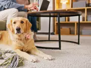 Renters Rush to Get Pets After New Rights Act Takes Effect