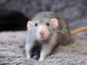 Repel Rats from Your Home with Three Basic Herbs They 'Absolutely Hate'