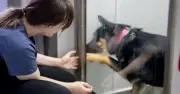 Rescue dog Rivington breaks hearts crawling to foster mom after surgery