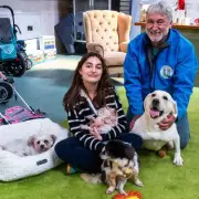 Rescued Dogs from China's Meat Markets Get Second Chance in UK