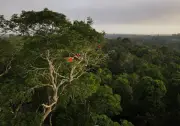 Rethinking Ecosystem Failure: Why Forests Don't 'Break Down' Like Machines