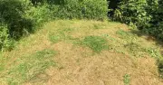 Revive Brown Lawn Patches with Cheap Kitchen Ingredient: Tea Bags