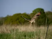 Rewilding Somerset Farm Sees Bird Species Surge from 67 to 94 in Three Years