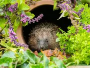 RHS Urges Gardeners to Check for Hedgehogs Before Strimming Lawns