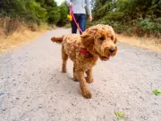Rich family pays £50k for dog walker and housekeeper in Surrey