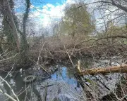 River Cleanup Volunteer Faces Prosecution from Environment Agency