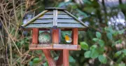 Robins Prefer Open-Fronted Bird Boxes in Gardens, Experts Say