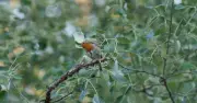 Robins Will Survive Summer Heatwaves With 1 Simple Garden Addition