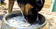 RSPCA Confirms Ice Cubes Are Safe for Dogs in Heatwave