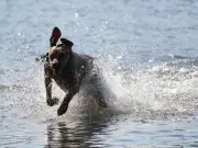RSPCA Warns 40C Heatwave a 'Silent Killer' for Pets
