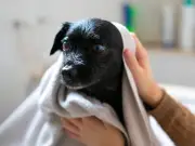 RSPCA Warns Dog Owners: Don't Drape Damp Towels Over Pets to Cool Them