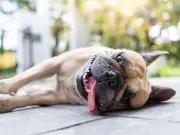 RSPCA Warns Owners of 4 Dog Breeds to Take Extra Care in Heatwave