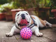 RSPCA Warns Owners of 4 Flat-Faced Dog Breeds in UK Heatwave