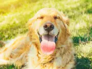 RSPCA's Three Steps to Prevent Heatstroke in Dogs as UK Hits 36C