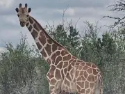 Runaway Giraffe Gracie Found Safe in Texas After Two-Week Search