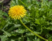Russian Dandelion May Solve Global Rubber Shortage, Scientists Say