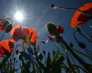 Saharan Heatwave to Bring Soaring Temperatures Across Europe This Week