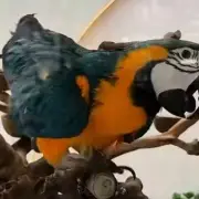 Salford restaurant to free parrot kept in glass tank after backlash