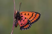 Scientists Discover Dozens of New Species in Remote Angola Expedition