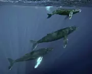 Scientists Trace Haunting Sea Thrums to Humpback Whales