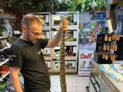 Second Six-Foot Snake Found on UK Golf Course Raises Dumping Fears