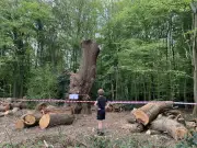 Settlement Over Felling of 500-Year-Old Oak Tree Called a 'Cop-Out'