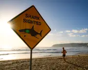 Shark Bites Down Globally But Rising in Australia: Why It's Complicated
