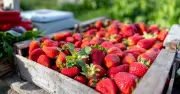 Sheep Wool: Natural Slug Repellent for Strawberries