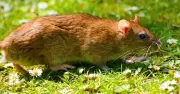 Simple 10-Second Task to Scare Rats Out of Your Garden This Summer