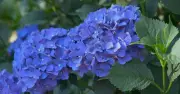 Simple Mulching Task Before July Boosts Hydrangea Blooms