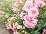 Simple Two-Step Task to Boost Rose Blooms All Summer Long