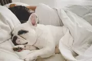 Sleeping with Your Dog May Harm Sleep Quality, Study Finds