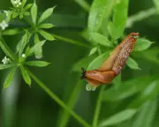 Slug Prediction Maps Help Farmers Halve Pesticide Use in England