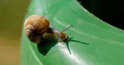 Slugs and Snails Won't Touch Your Garden If You Add These Four Plants