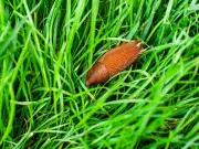 Slugs Will Completely Avoid Gardens With 21p Kitchen Ingredient
