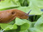 Slugs Will Leave Garden Plants Alone If 21p Kitchen Staple Applied
