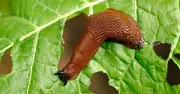 Slugs Won't Eat Flowers in Gardens With These 4 Plants This Summer