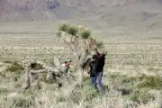 Small Town Fights New Gold Rush as Trump Policies Open Public Lands